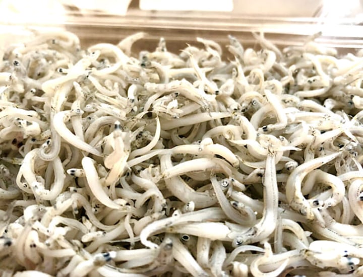 釜豪　イシラス