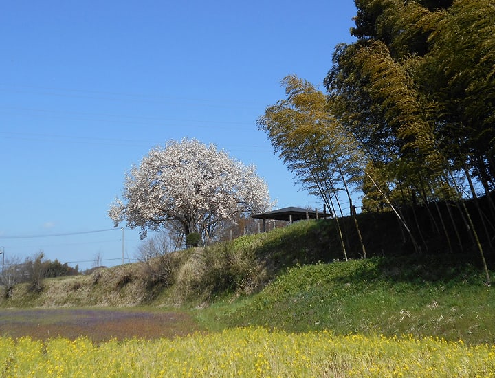 茅ヶ崎里山公園